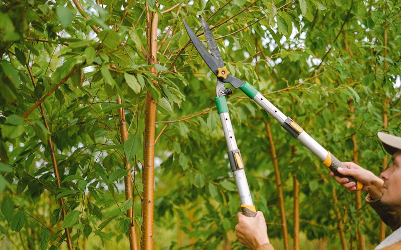 Tree trimming in Amboy, CA